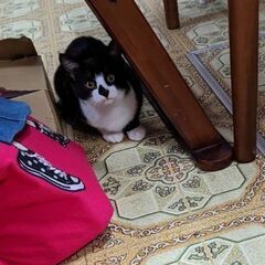 里親募集　生後3か月程のハチワレ♀