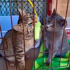 大きな猫ちゃんに攻撃されてた仔猫を緊急保護。2兄弟。生後3、4ヶ...