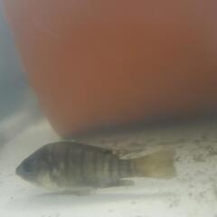 熱帯魚ナイルテラピア５匹