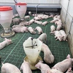 ★豚のお世話のお仕事★の画像