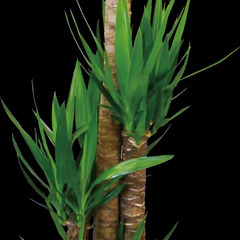【ユッカ】８号鉢 観葉植物【お届けエリア限定】