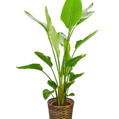 【オーガスタ】８号鉢 観葉植物【お届けエリア限定】