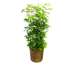 【カポック】８号鉢 観葉植物【お届けエリア限定】
