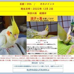 オカメインコ探しています