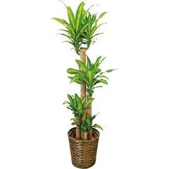 【幸福の木】８号鉢 観葉植物【お届けエリア限定】