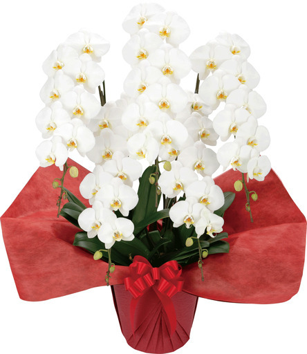 【大輪胡蝶蘭５本立３Ｌミドル】花びら白 55～60輪前後(蕾含む)※お届けエリア限定「送料無料」