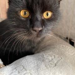 5ヶ月の黒猫の男の子、里親募集❤️