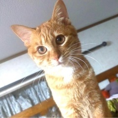 💠人懐こくて性格◎のチャトラくん❣️5ヶ月