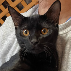 人間も猫も大好きな黒猫ちゃん。多頭飼いも向いています(^ ^)