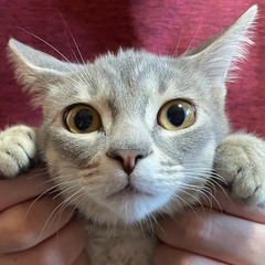 グレーの美人猫ちゃん。