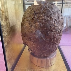 巨大スズメバチの巣　専用ガラスケースつきの画像