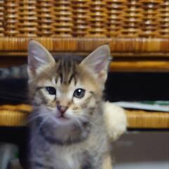 茶トラの仔猫 - 猫