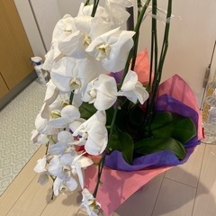 胡蝶蘭90cmの画像