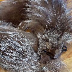 [sale]フォックスマフラー  アンティークの画像