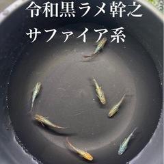 【静楽庵様血統】令和黒ラメ幹之サファイア系　稚魚10匹
