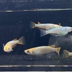 【静楽庵様血統】令和黒ラメ幹之サファイア系　稚魚10匹の画像