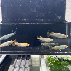 【静楽庵様血統】令和黒ラメ幹之サファイア系　稚魚10匹の画像