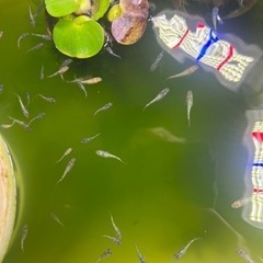 【静楽庵様血統】令和黒ラメ幹之サファイア系　稚魚10匹の画像