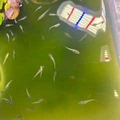 【静楽庵様血統】令和黒ラメ幹之サファイア系　稚魚10匹の画像