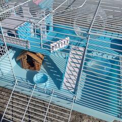 お話し中!ハムスター飼育ケージ　必要なものすべて込みの画像