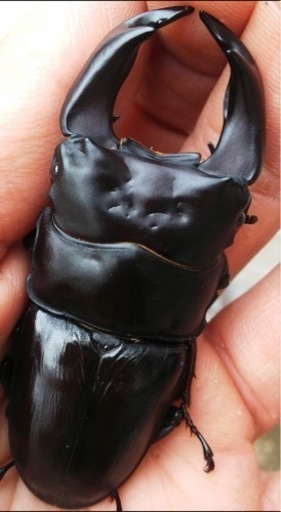 ■■国産超太血統種親レベル♂72〜73□顎6.7〜上阿古谷SPZペア