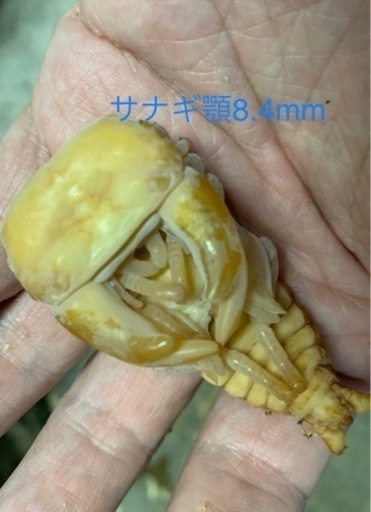 ■■国産超太血統種親レベル♂72〜73□顎6.7〜上阿古谷SPZペア