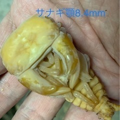 ■■国産超太血統種親レベル♂72〜73□顎6.7〜上阿古谷SPZペア