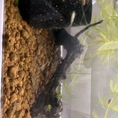 可愛らしいミナミヌマエビ