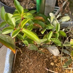3名の方に決まりました❗️挿木　根出し　ナイワイバラ&オリーブ