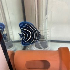 サザナミヤッコ9cm＋