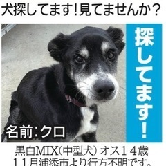 ご近所に居ませんか？