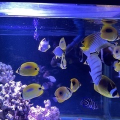 海水魚チョウチョウウオ等飼育仲間募集
