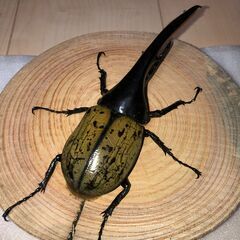 ヘラクレスオオカブト成虫ペア