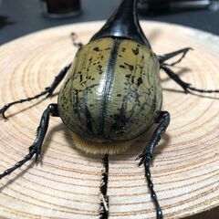 ヘラクレスオオカブト成虫ペアの画像
