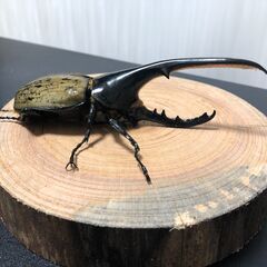 ヘラクレスオオカブト成虫ペアの画像