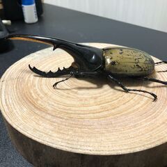 ヘラクレスオオカブト成虫ペアの画像