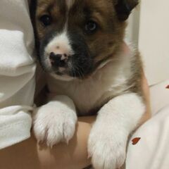 【カツオ】北海道道東方面 野犬の子 2ヶ月程度 ♂