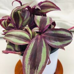 ☆観葉植物☆トラディスカンチア☆ハンキングOK☆ぐんぐん成長中☆...