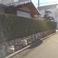 庭木の伐採、抜根作業を承っております。