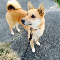 柴犬のミックス　7歳　オス(去勢済み)　「わらび」