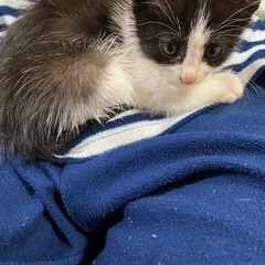 子猫（生後二か月位オス）里親さん募集