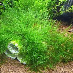水草〈ウィローモス〉