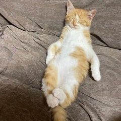 茶白の雄猫　約生後3ヶ月