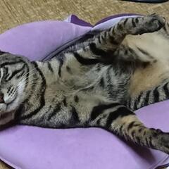 (ノ´∀｀*)猫好きさんと仲良くなりたいなぁ。 - 昭島市