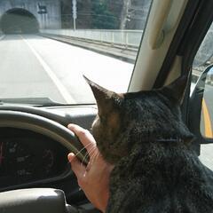 (ノ´∀｀*)猫好きさんと仲良くなりたいなぁ。 − 東京都