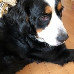 バーニーズマウンテンドッグ