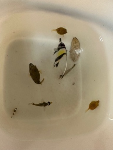 海水魚 まとめ売り