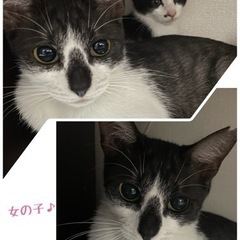 お鼻模様がキュートな美人さん♪