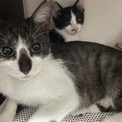 お鼻模様がキュートな美人さん♪ - 里親募集