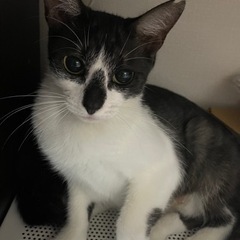 お鼻模様がキュートな美人さん♪ - 猫
